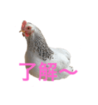 ピヨみと過ごす日び（個別スタンプ：7）