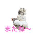 ピヨみと過ごす日び（個別スタンプ：8）