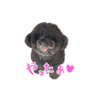 黒プーMickのつぶやき（個別スタンプ：3）
