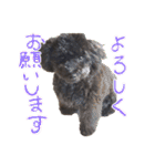 黒プーMickのつぶやき（個別スタンプ：20）