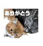 ぎんちゃん・D（個別スタンプ：3）