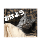 ぎんちゃん・D（個別スタンプ：7）