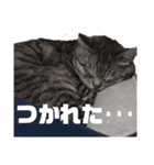 ぎんちゃん・D（個別スタンプ：8）