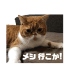 ぎんちゃん・D（個別スタンプ：13）