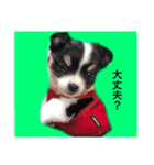 コリーくんスタンプ（個別スタンプ：4）