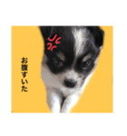 コリーくんスタンプ（個別スタンプ：7）