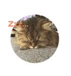 うちのいきもの（個別スタンプ：1）