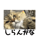 うちのいきもの（個別スタンプ：3）