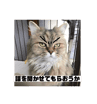 うちのいきもの（個別スタンプ：7）