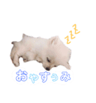 ポメラニアン ぷぅのスタンプ（個別スタンプ：3）