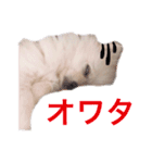 ポメラニアン ぷぅのスタンプ（個別スタンプ：4）
