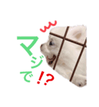 ポメラニアン ぷぅのスタンプ（個別スタンプ：5）