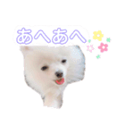 ポメラニアン ぷぅのスタンプ（個別スタンプ：10）