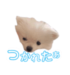 ポメラニアン ぷぅのスタンプ（個別スタンプ：13）