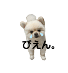 田中家のミーボちゃん（個別スタンプ：6）