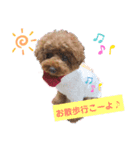 トイプードルのハッピー♡（個別スタンプ：1）