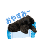 コロちゃんファミリーの日常2（個別スタンプ：10）