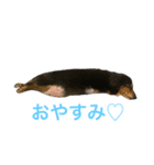 ダックスフントのあびちゃん（個別スタンプ：1）