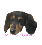 ダックスフントのあびちゃん（個別スタンプ：7）