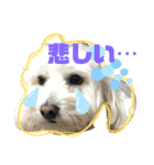 大好きあねちゃん（個別スタンプ：1）