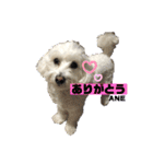 大好きあねちゃん（個別スタンプ：5）