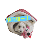 大好きあねちゃん（個別スタンプ：15）
