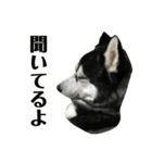 ハスキー ルイ 第3弾（個別スタンプ：1）