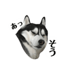 ハスキー ルイ 第3弾（個別スタンプ：5）