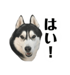 ハスキー ルイ 第3弾（個別スタンプ：6）