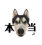 ハスキー ルイ 第3弾（個別スタンプ：9）