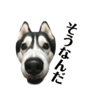 ハスキー ルイ 第3弾（個別スタンプ：10）