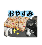ハスキー ルイ 第3弾（個別スタンプ：11）