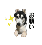 ハスキー ルイ 第3弾（個別スタンプ：14）