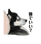 ハスキー ルイ 第3弾（個別スタンプ：15）