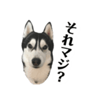 ハスキー ルイ 第3弾（個別スタンプ：16）