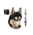 ハスキー ルイ 第3弾（個別スタンプ：17）
