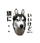ハスキー ルイ 第3弾（個別スタンプ：19）