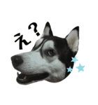 ハスキー ルイ 第3弾（個別スタンプ：22）
