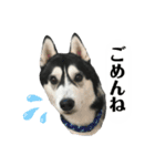 ハスキー ルイ 第3弾（個別スタンプ：25）