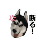 ハスキー ルイ 第3弾（個別スタンプ：26）