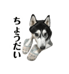ハスキー ルイ 第3弾（個別スタンプ：28）