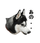 ハスキー ルイ 第3弾（個別スタンプ：30）