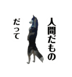 ハスキー ルイ 第3弾（個別スタンプ：31）