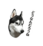 ハスキー ルイ 第3弾（個別スタンプ：33）
