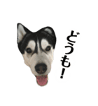 ハスキー ルイ 第3弾（個別スタンプ：37）