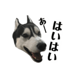 ハスキー ルイ 第3弾（個別スタンプ：38）