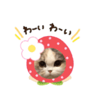 みるくの癒しスタンプ（個別スタンプ：29）