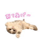 みるくの癒しスタンプ（個別スタンプ：33）