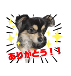 チワワのいちくんの日常（個別スタンプ：2）