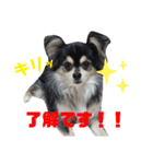 チワワのいちくんの日常（個別スタンプ：4）
